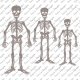 Skeleton Shape Set