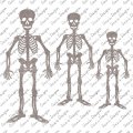 Skeleton Shape Set